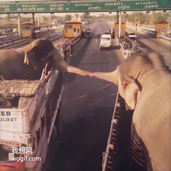 2021动物伤感图片：外国高速大货车上的大象母子“手牵手”