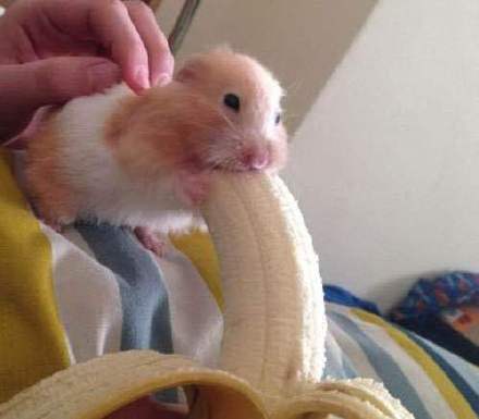 求一张图：小仓鼠吃香蕉表情包，奴婢吃不下啊