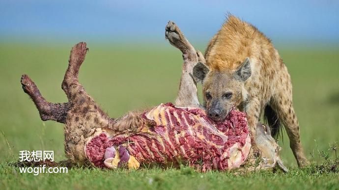 鬣狗吃同类，扒了皮都红肉，估计臭得很