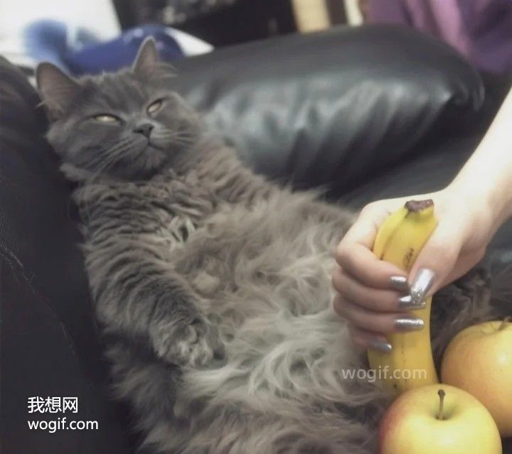 这猫懂男人——婚后男人的无奈（怪图）